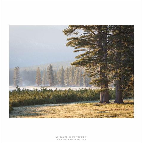 Sierra Nevada forest, meadow, and fog