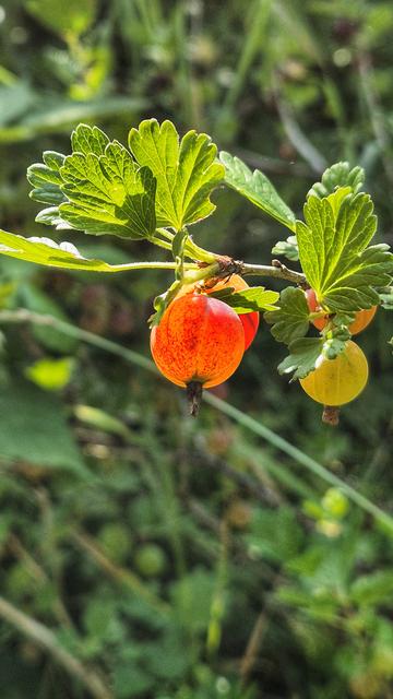 Nahaufnahme von vier Stachelbeeren, die noch am Strauch hängen. Eine Stachelbeere im Zentrum des Bildes schimmert durch die Sonneneinstrahlung orange bis rot. Eine zweite Stachelbeere hängt genau dahinter und ist kaum zu erkennen. Rechts davon hängen zwei weitere Stachelbeeren, die ebenfalls hintereinander hängen: Die vordere ist eher grün, die hintere eher orange bis rot. Am Zweig, an dem die Stachelbeeren hängen, befindet sich grünes Blattwerk, der Hintergrund ist unscharf.