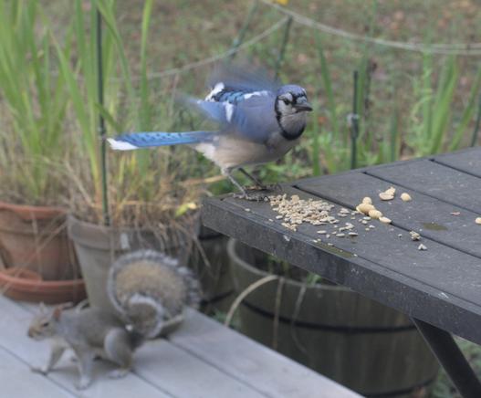 A blue jay lands on the table on my deck to eat sunflower seeds and peanuts. in the background, a squirrel looks for seeds on the deck.