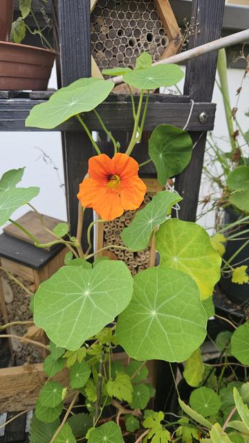 A single bright orange flower of monks cress in between its big round eaves. The background is a dark wooden frame carrying severl bee hotels.