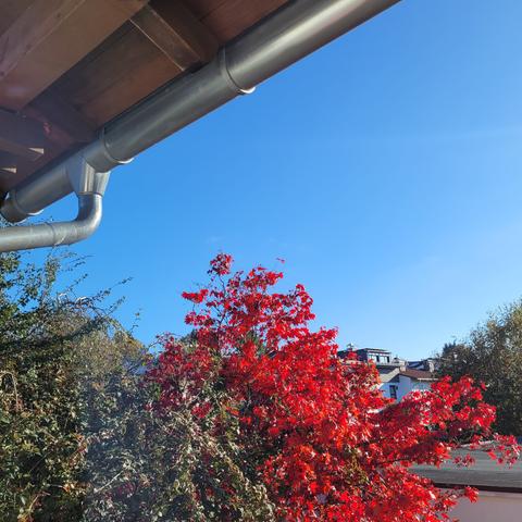 Der rote Ahorn vor blauem Himmel