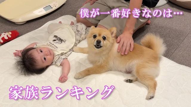 愛犬が家族に順位を付けていることがよく分かる動画