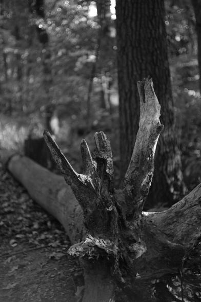 Old roots on a downed tree