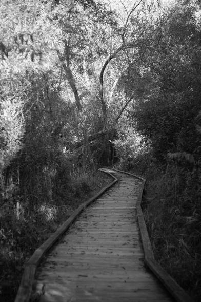 Wood board walk through willow trees