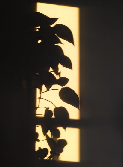 Shadows of a vining golden pothos created by a sunset. In the middle there is a yellow lighted area, where the plant shadows are. This area is framed by solid shadowed area.