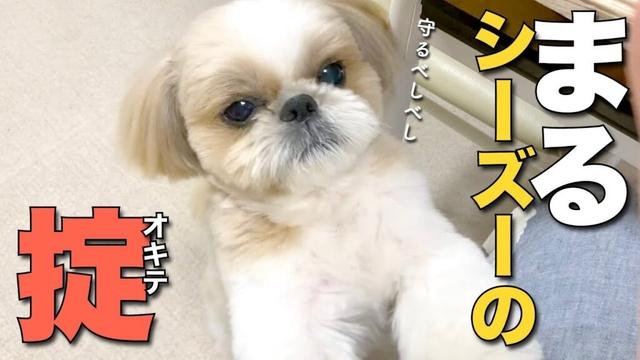 【シーズー】まるシーズーのオキテ www（他 りんちゃんの毎日が春休み）【409】