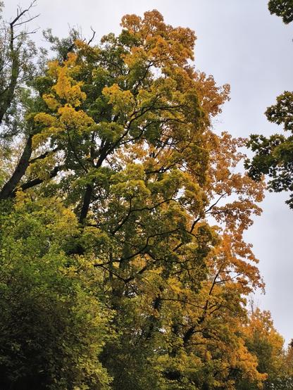 Orange gefärbte Bäume vor grauen Himmel.