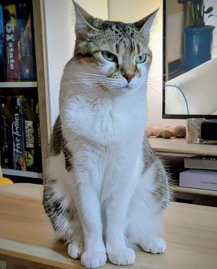 My tabby and white cat looking serious & a bit grim.