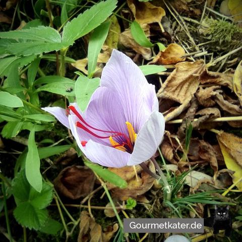 Safranblüte