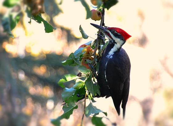 same alt for all 3 images: A large woodpecker, roughly the size of a large crow and -especially seen perched, from behind, mostly as black: it has white bands on face and neck and a little on the wings- at rest seen only as a fine line, plus a bright red crest on its head, and since this is a male, a red patch on its cheek. It is perched on a dangline branch with green leaves and small golden-orangey apples. We see it from the side, actually pecking into the apples in one view, looking up toward the left in another, and the back of the head and neck in another as it really digs in. Background is blurred overexposed foliage and the unclear wall of a building.