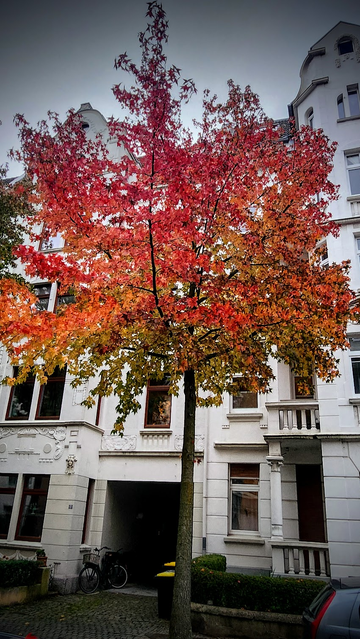 Vor einem weißen Stadthaus steht ein Baum am Straßenrand, dessen Laub sich von olivgrün (unten) über gelborange (mittig) bis zu rotorange (oben) verfärbt hat...