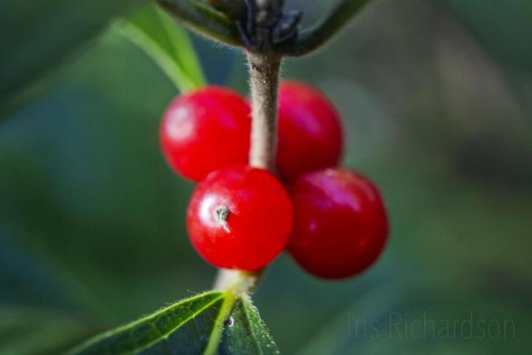 Winterberry hoilly macro photograph