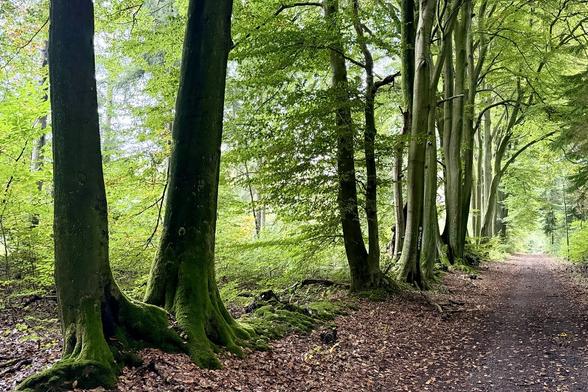 Hohe alte Laubbäume am Rande eines Wanderweges.