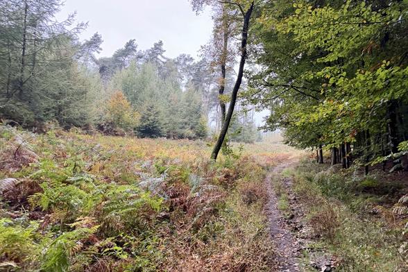 Ein Tal mit herbstlich gefärbtem Farn in der Hohen Mark.