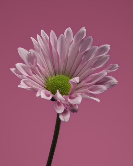 Photograph of a chrysanthemum
