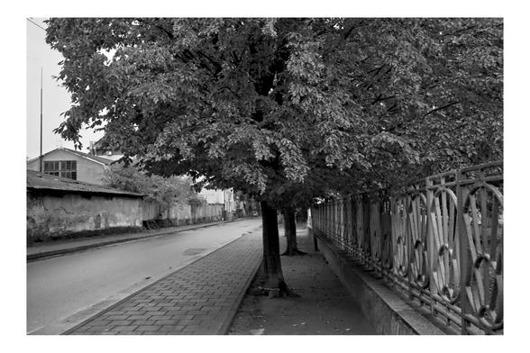 A black and white street scene, likely taken on film with a Canon P rangefinder. The image shows an empty, narrow sidewalk and asphalt road receding into the distance. A large, dense tree canopy dominates the center and foreground. To the right, an ornate metal fence runs along the sidewalk; to the left, a low brick wall and an older building with a corrugated metal roof are visible.