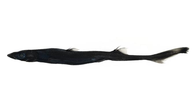 photo of a very thin, long, black deep-sea shark with large eyes