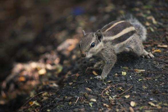 Squirrel curiously watching me