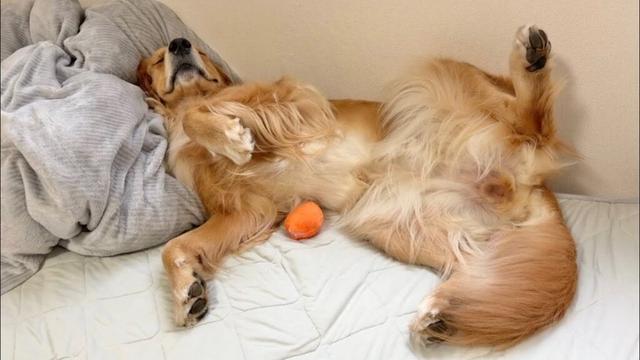 爆睡中に"おねしょ"して目覚めた瞬間、現実が受け止めきれず涙目になる犬がこちらです..【ゴールデンレトリバー・ボーダーコリー】