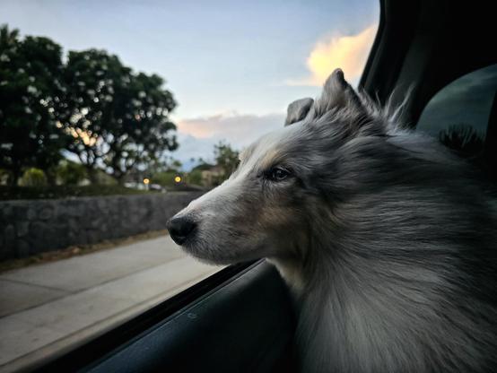 A dog looks out the window of a moving car, wind in his floof.