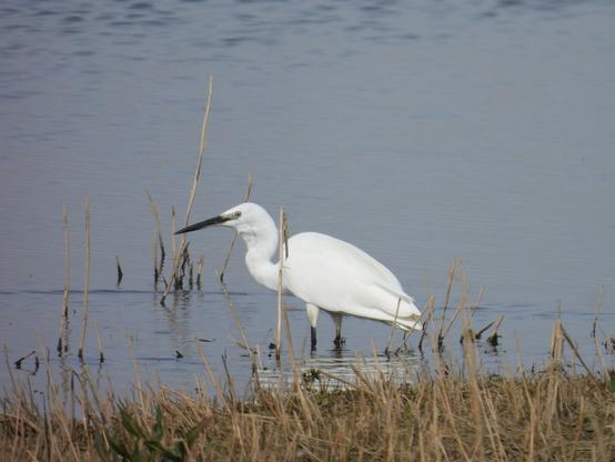A great egret - a sort of large white heron - standing in a mere near to some reeds.