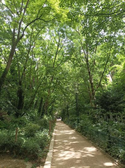 Un chemin en plein milieu de la verdure, sous un beau soleil qui filtre à travers l'ombre du feuillage des arbres de part et d'autre