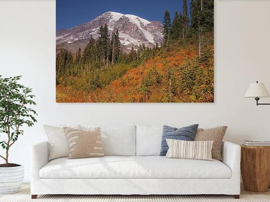 A stunning view of the snow-capped Mount Rainier / Tahoma with evergreen trees and vibrant autumnal colors add warmth to the scene on October 07th, 2025.