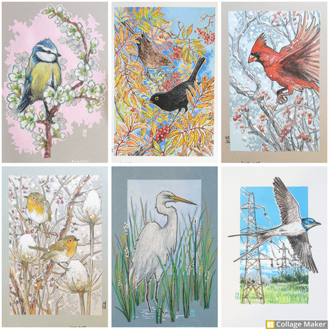 A photo collage of some of my bird drawings:
A blue tit on a branch of spring blossoms, blackbirds on autumn rowan branches, a red cardinal in flight in a winter scene, robins in snowy branches with teasels, a great white egret standing among water and grasses, a swallow in flight with a landscape of a rural scene with pylons.