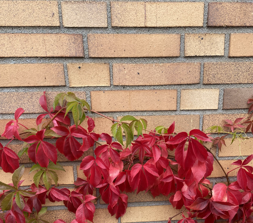 Rubinrotes gefärbtes Laub schlängelt sich an einer Backsteinmauer entlang an einem Herrlichen sonnigen Herbstltag.