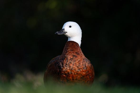 Paradise shelduck