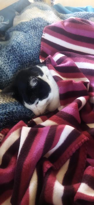 The black and white cat Roy's head sticking out from under a white and purple striped fleece. He is lying on his wavy patterned blue crocheted blanket.
