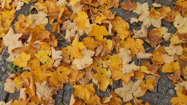 Ein ziemlich dichter Teppich von leuchtend orangen ahornblättern bedeckt den gehsteig.