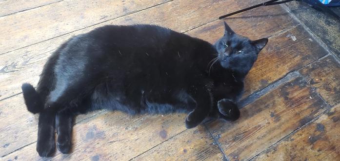 A large black cat sprawling on a wooden floor looking quite pleased with himself.