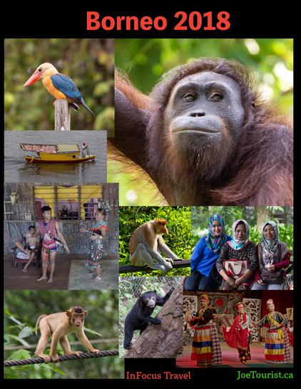 A collage of wildlife and people of Borneo.