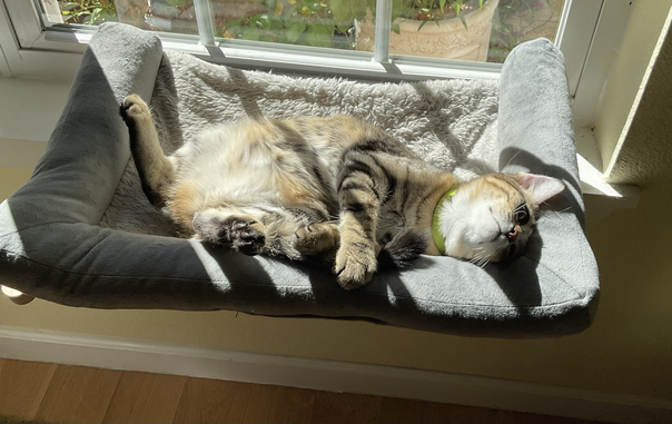 7 mos. old tabby kitten in a window bed, on her back, back legs splayed, head back on the edge bumper.  Sunshine on my belly makes me happy.