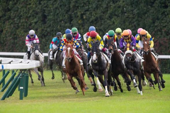 競馬AIがスワンステークスを大予想 厳選ワイド3点＆3連複10点で勝負！ - スポーツナビ