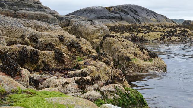 A photo of rocky outcrops covered in barnacles and seaweed.