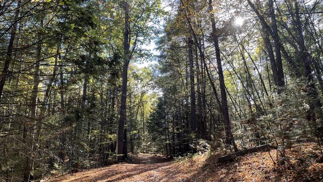 Photo of a forest trail, looking upwards a little bit, with the sun shining through the upper right corner of the image