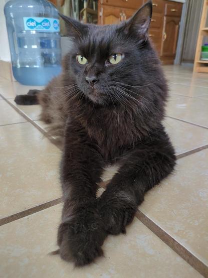 Gato negro de pelo largo acostado en el mosaico. Atrás se ven garrafón de agua y muebles.