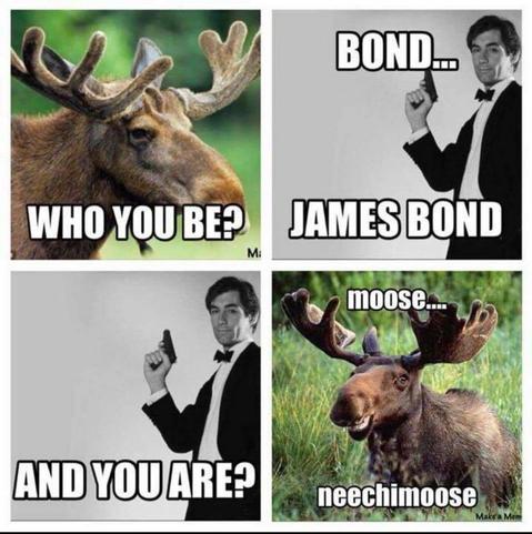 The image is a four-panel comic strip with a playful twist on the iconic James Bond theme.

In the top left panel, there is an image of a moose with its antlers prominently displayed and it has a caption that reads "WHO YOU BE?" This is a humorous play on the classic line from the James Bond movies, typically said when asking someone to reveal their identity.

Moving to the top right panel, we see a black and white photograph of what appears to be a man dressed as James Bond, holding a gun, with a caption that reads "BOND..." which suggests he's in the middle of saying his name, presumably as part of the "James Bond" introduction.

The bottom left panel shows the same man in a color photo, but this time facing away from the camera, and the text below says "AND YOU ARE?" This continues the joke, implying that after introducing himself (as Bond), he is now asking the viewer for their identity.

Finally, the bottom right panel returns to the moose, with a different caption reading "moose... neechimoose."