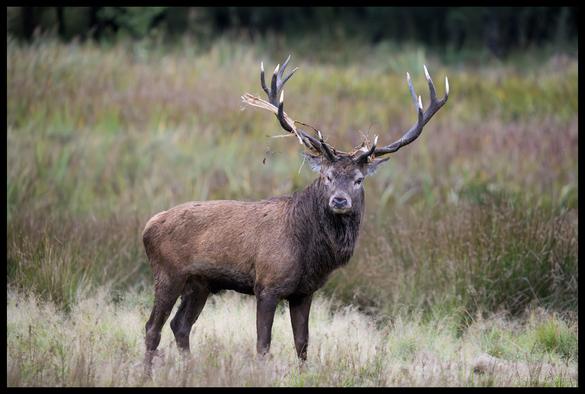 A red deer stag with large multi-pointed antlers adorned with grass and twigs stands alert in a grassy field, looking directly at the camera with a calm but watchful expression during rutting season.