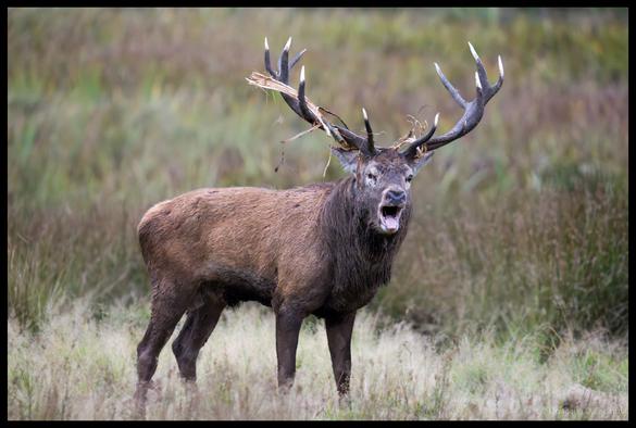 A red deer stag with large antlers decorated with vegetation stands in a grassy field with his mouth wide open mid-bellow, displaying typical rutting season vocal behaviour.
