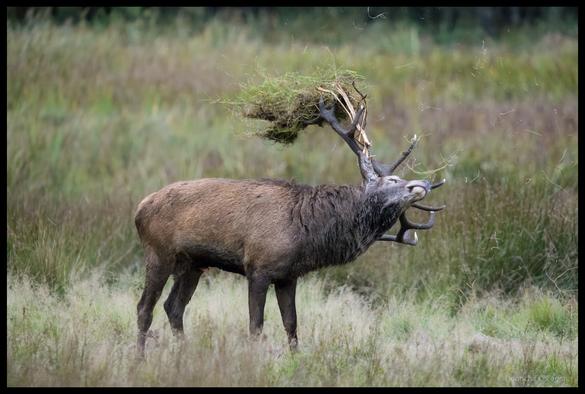 A red deer stag with impressive antlers decorated with grass and vegetation stands in a grassy field, having just tossed plant material into the air which is suspended mid-flight above its head during rutting season behaviour.