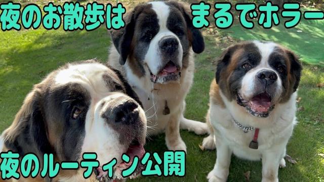 【セントバーナード】夜のお散歩はまるでホラーのようだった。寝る前の歯磨きなど夜のルーティーンを公開