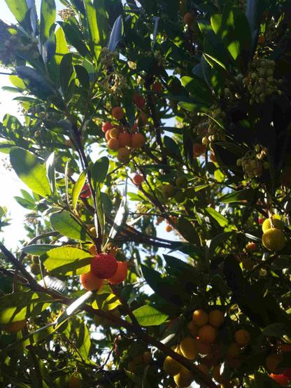 Arbousier en fruits au soleil de l'après-midi