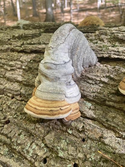 A strange shelf mushrooms on a fallen tree. It looks like it started growing the normal horizontal direction while the tree was still standing, and after the tree fell, it started growing in the new horizontal direction.