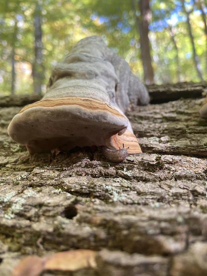 Looking up under the same mushroom, there's a tiny snail peeking out the bottom.