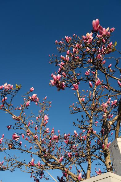 flowers in my neighborhood