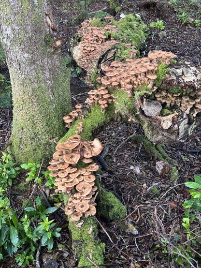 a log with moss and mushrooms on it . The log is about 4metres in length and has a diameter of between 20 and 30 centimetres .