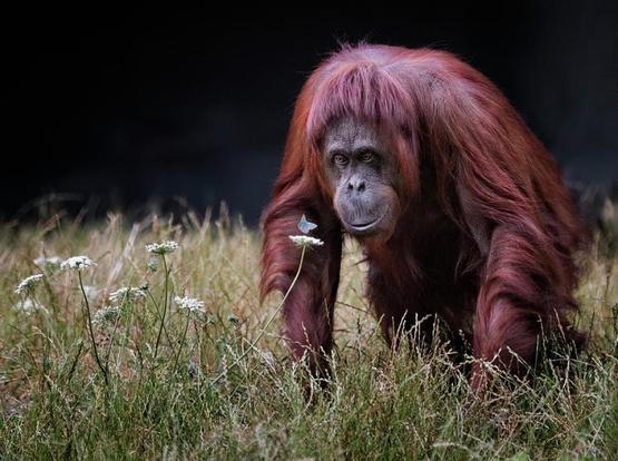 Bornean Orangutan Pongo pygmaeus